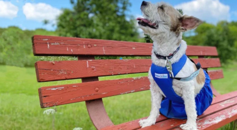 Why a Drag Bag is Essential for a Paralyzed Dog Why a Drag Bag is Essential for a Paralyzed Dog