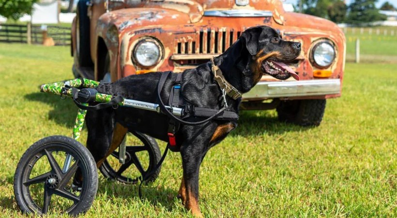Dog Wheelchair FAQs Dog Wheelchair FAQs