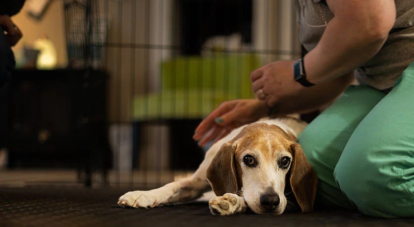 Wilson’s Miracle: from Paralysis on canine wheelchair to Walking Wilson’s Miracle: from Paralysis on canine wheelchair to Walking