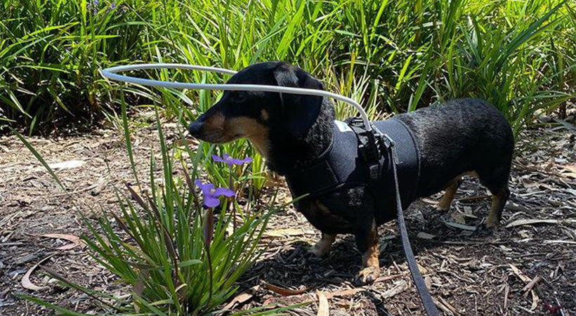 The Joys and Challenges of Caring for a Blind Dog The Joys and Challenges of Caring for a Blind Dog