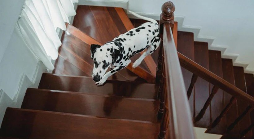 How to Train Your Pet to Use a Ramp or Stairs How to Train Your Pet to Use a Ramp or Stairs
