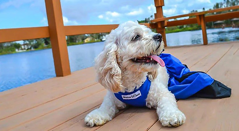 Must-have Equipment for Dogs with Paralysis Must-have Equipment for Dogs with Paralysis