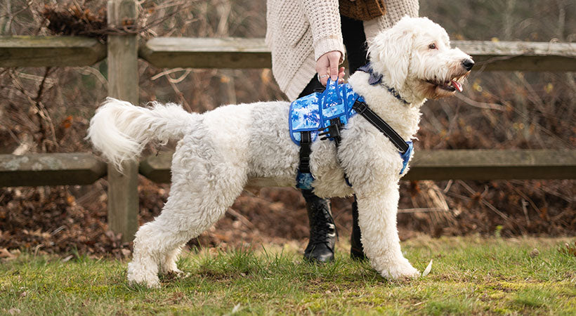 5 Signs Your Dog Needs a Lifting Harness 5 Signs Your Dog Needs a Lifting Harness