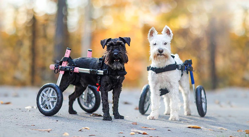 Schnauzer Health and Mobility Schnauzer Health and Mobility
