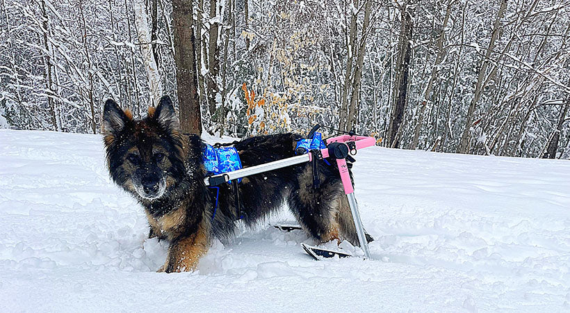 8 Ways Cold Weather Can Affect Your Dog 8 Ways Cold Weather Can Affect Your Dog