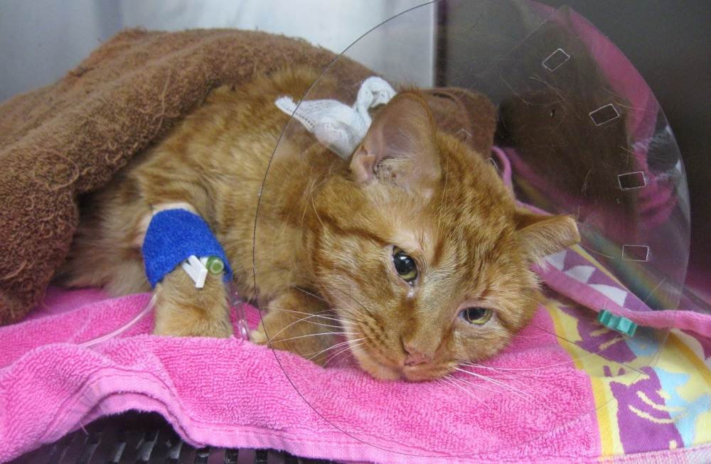 CBD’s Potential In Enhancing Cat Cancer Care CBD’s Potential In Enhancing Cat Cancer Care