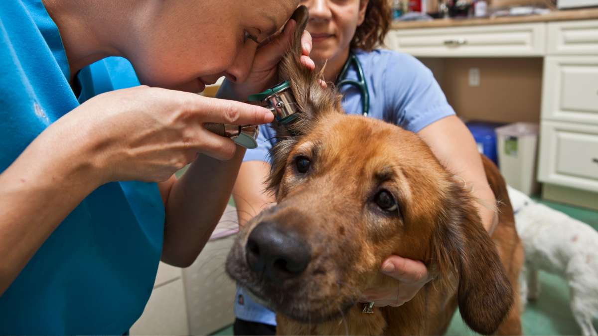 Why Does My Dog Keep Getting Ear Infections? Our Vet Explains Why Does My Dog Keep Getting Ear Infections? Our Vet Explains