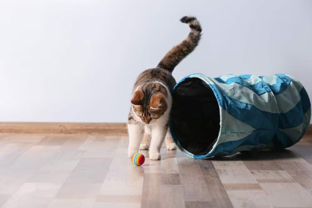 Top Interactive Toys To Keep Your Feline Engaged Top Interactive Toys To Keep Your Feline Engaged