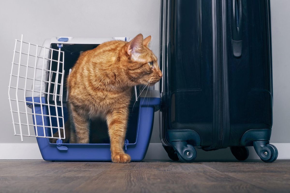 Traveling With Cat? See How CBD Can Help Ease Their Anxiety Traveling With Cat? See How CBD Can Help Ease Their Anxiety