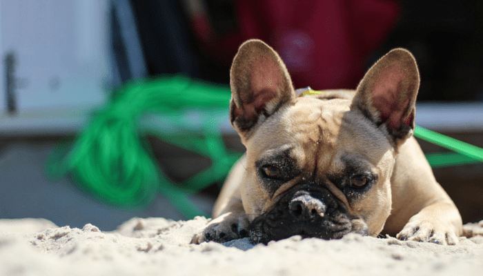 Why Do Dogs Eat Dirt? Why Do Dogs Eat Dirt?