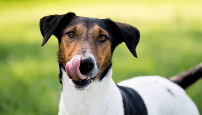 How to Keep Your Dog From Wound licking How to Keep Your Dog From Wound licking