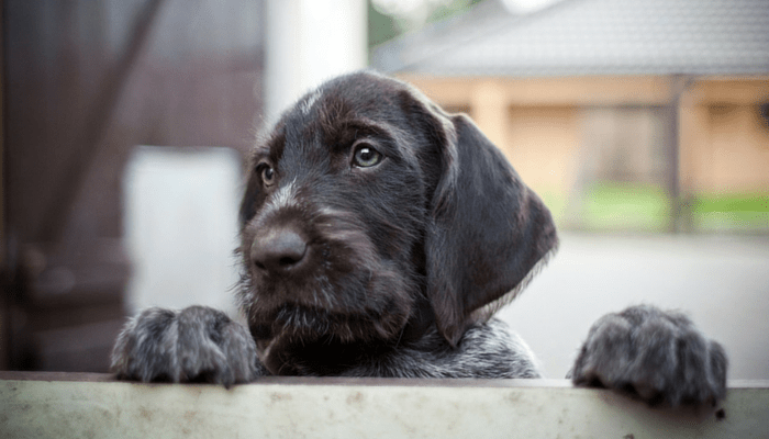 10 Symptoms of Separation Anxiety in Dogs 10 Symptoms of Separation Anxiety in Dogs