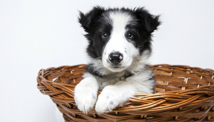 How Long Does It Take to Potty Train a Puppy? How Long Does It Take to Potty Train a Puppy?