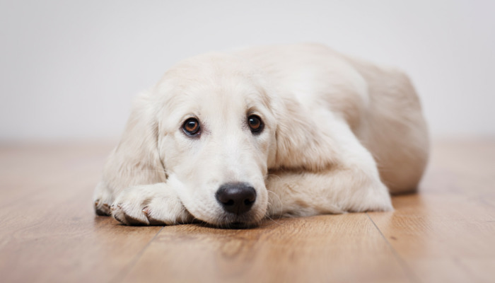 500 Short Dog Names – Puppy Leaks 500 Short Dog Names – Puppy Leaks