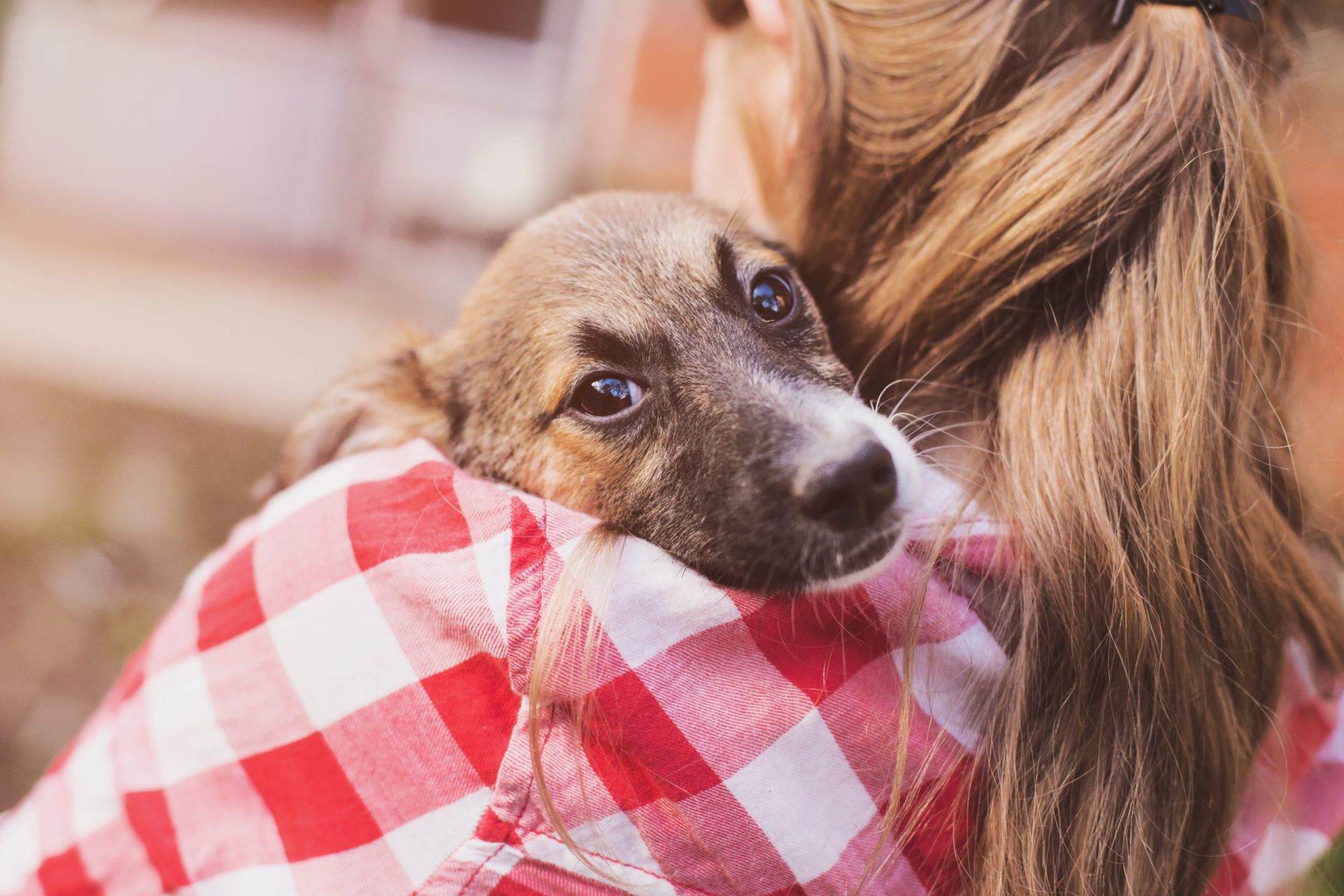 10 Signs Your Dog Loves You 10 Signs Your Dog Loves You