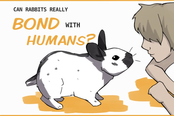 Can Pet Rabbits Bond With Humans? Can Pet Rabbits Bond With Humans?