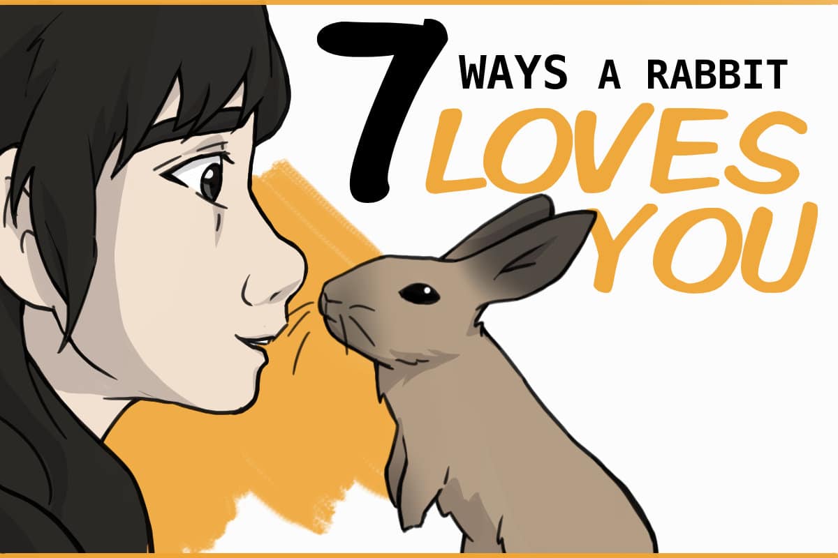 7 Ways to Know Your Rabbit Loves You 7 Ways to Know Your Rabbit Loves You