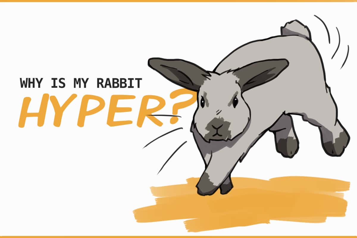 7 Reasons Your Rabbit Is Hyper 7 Reasons Your Rabbit Is Hyper