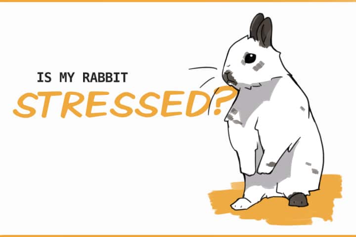 How to Know if Your Rabbit is Stressed Out How to Know if Your Rabbit is Stressed Out