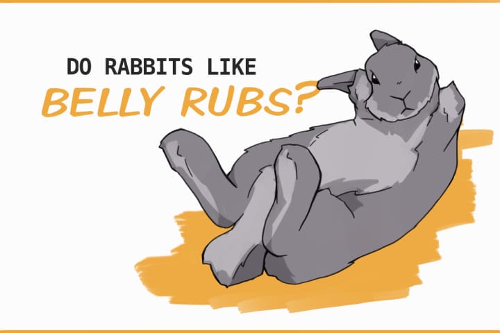 Do Rabbits Like Belly Rubs? Do Rabbits Like Belly Rubs?