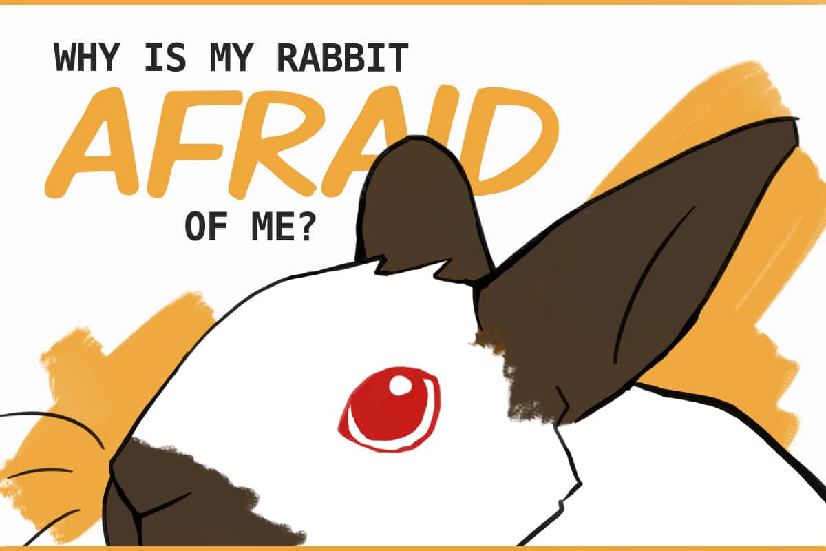 11 Reasons Your Rabbit is Scared of You 11 Reasons Your Rabbit is Scared of You