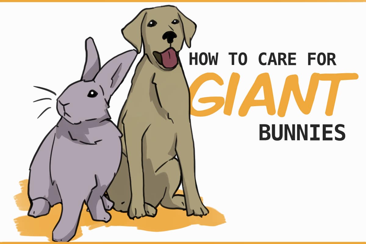 How to Care for Giant Rabbit Breeds How to Care for Giant Rabbit Breeds