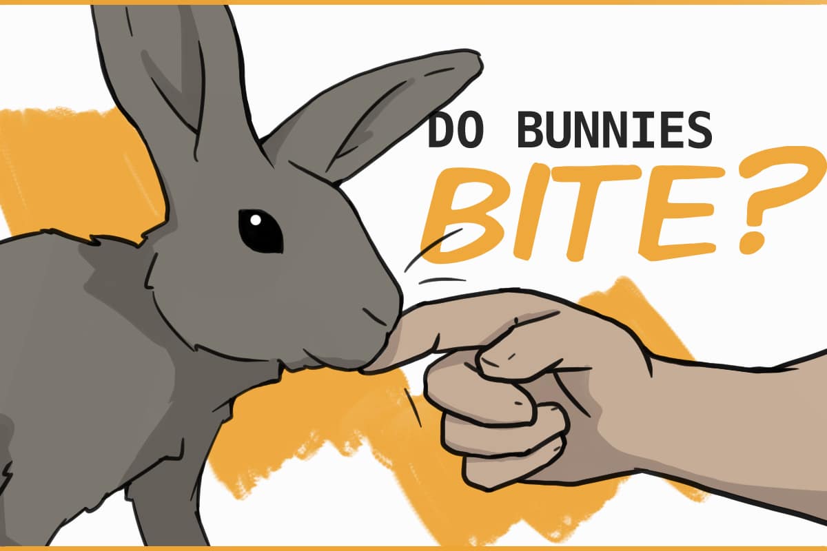 Do Bunnies Bite? Do Bunnies Bite?