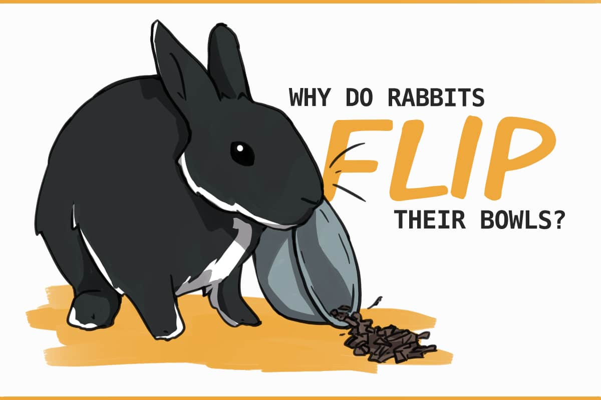 6 Reasons Rabbits Will Flip Over Their Food and Water Bowls 6 Reasons Rabbits Will Flip Over Their Food and Water Bowls