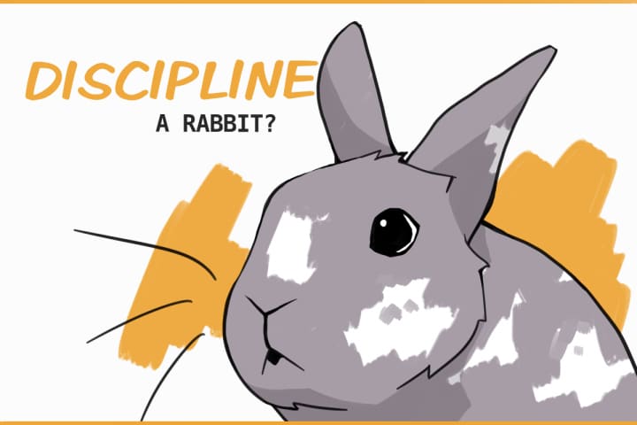 Is It Ever Okay to Discipline a Rabbit? Is It Ever Okay to Discipline a Rabbit?