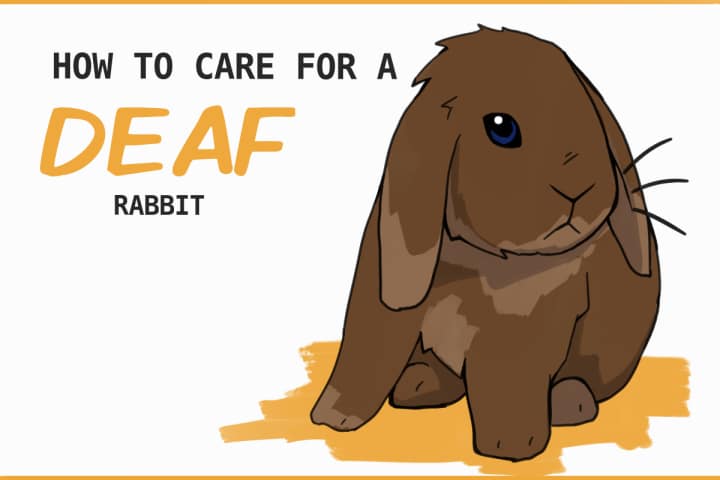 How to Care for Deaf Rabbits How to Care for Deaf Rabbits