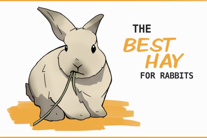 Which Type of Hay is Best for Rabbits? Which Type of Hay is Best for Rabbits?