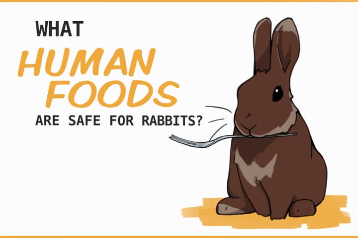 Human Foods that You Can Give Your Rabbit Human Foods that You Can Give Your Rabbit