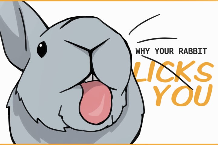 Why Your Rabbit Likes to Lick You Why Your Rabbit Likes to Lick You