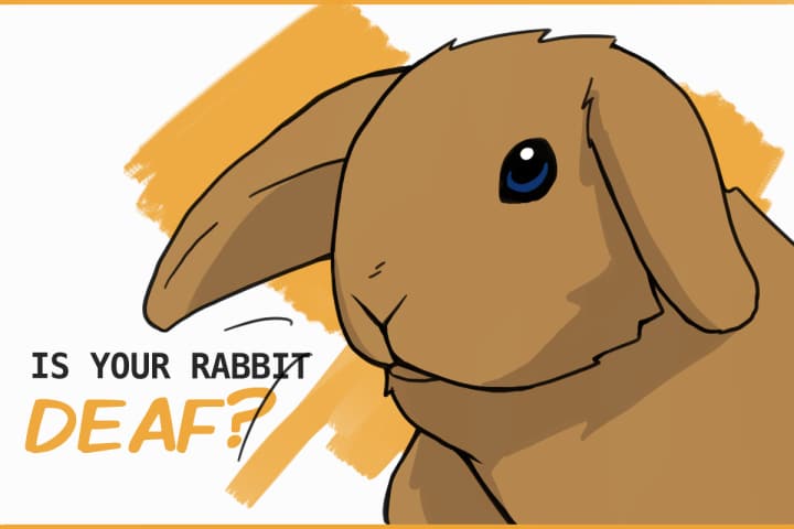 How to Know If Your Rabbit is Deaf How to Know If Your Rabbit is Deaf