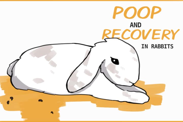 Rabbit Poop During Recovery from GI Stasis or Illness Rabbit Poop During Recovery from GI Stasis or Illness