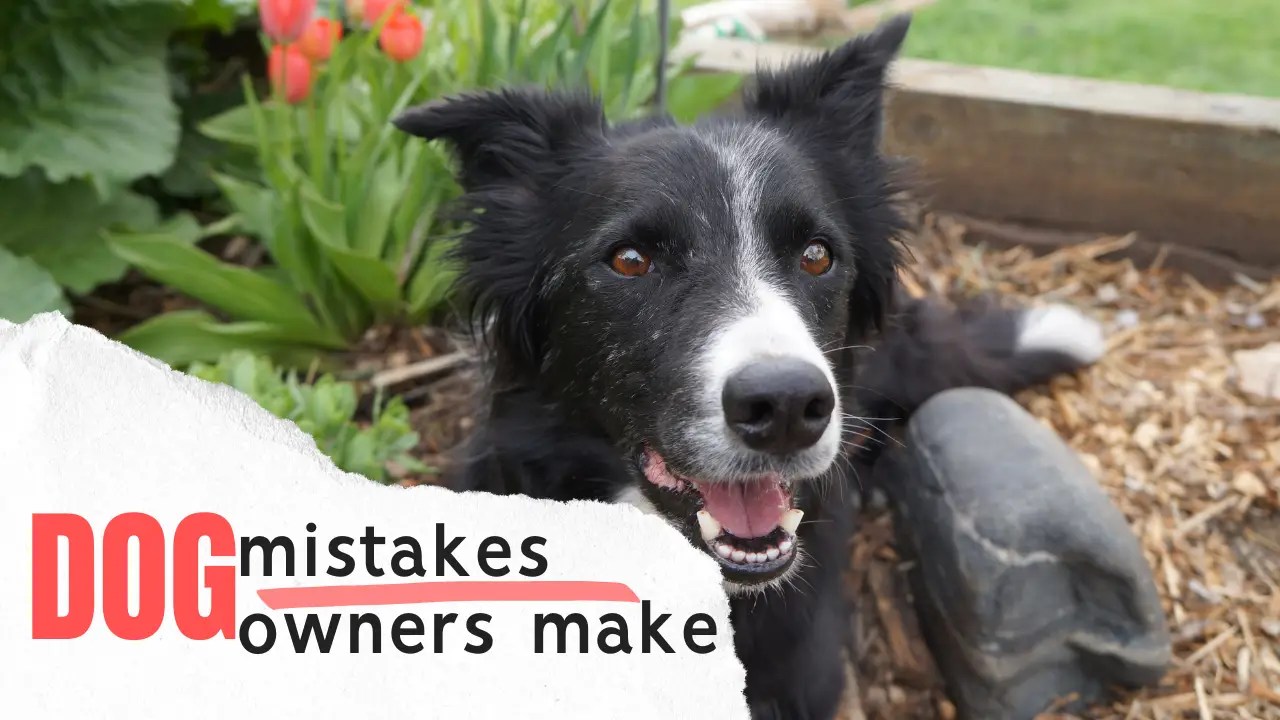 Mistakes Dog Owners Make | Best Pest for Home Mistakes Dog Owners Make | Best Pest for Home
