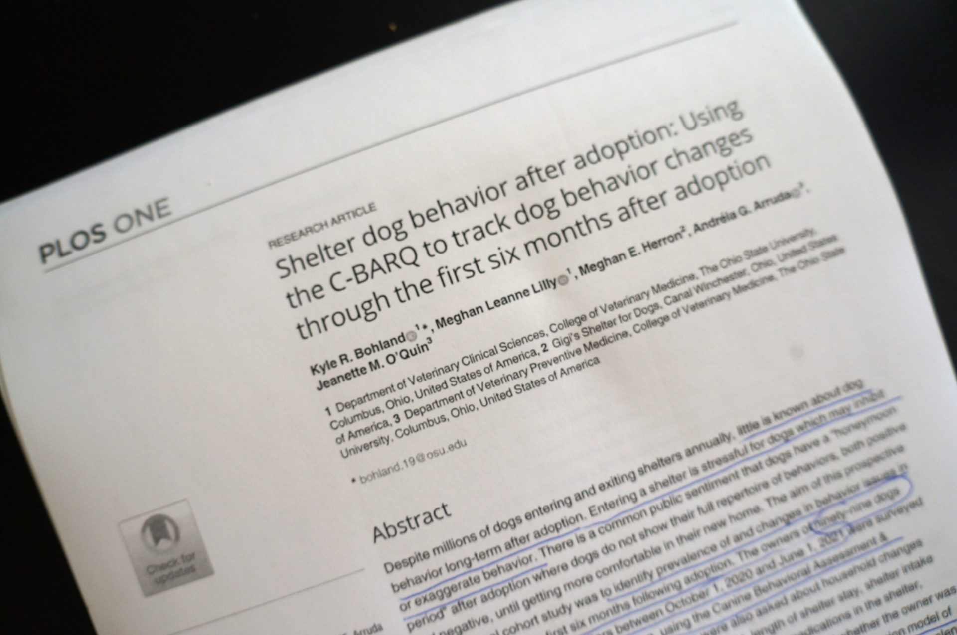 Shelter Dog Behavior After Adoption Shelter Dog Behavior After Adoption