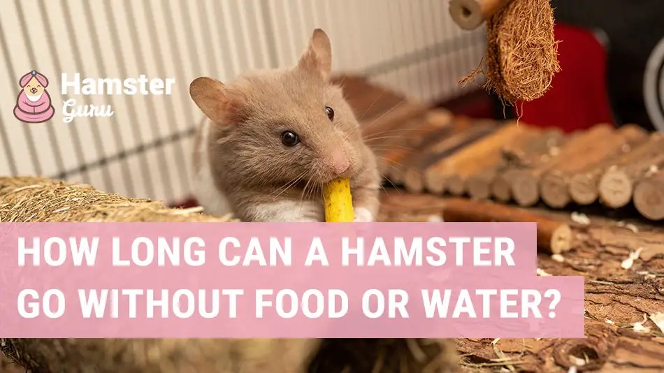 How long can a hamster go without eating or drinking? How long can a hamster go without eating or drinking?