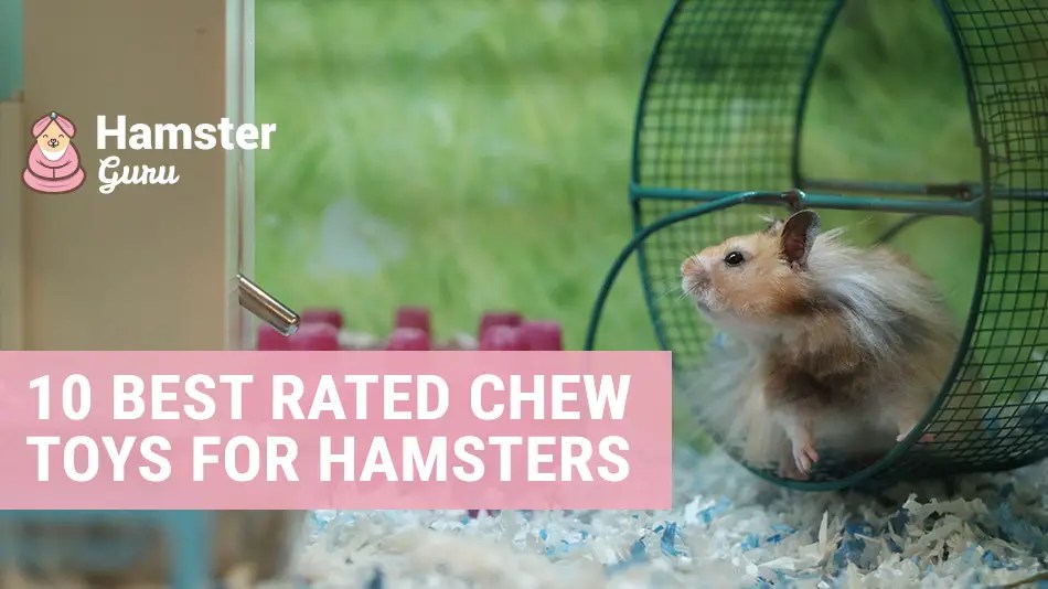10 best chew toys for hamsters 10 best chew toys for hamsters