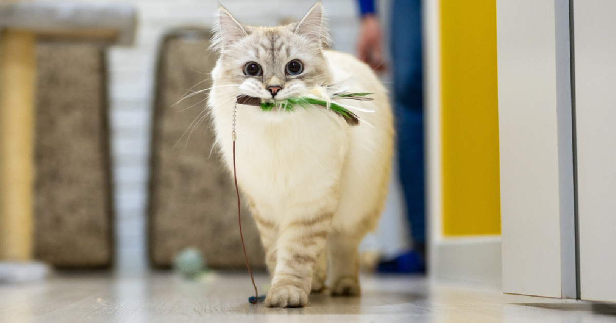 The 21 Best Cat Toys To Keep Kitties Feeling Frisky The 21 Best Cat Toys To Keep Kitties Feeling Frisky