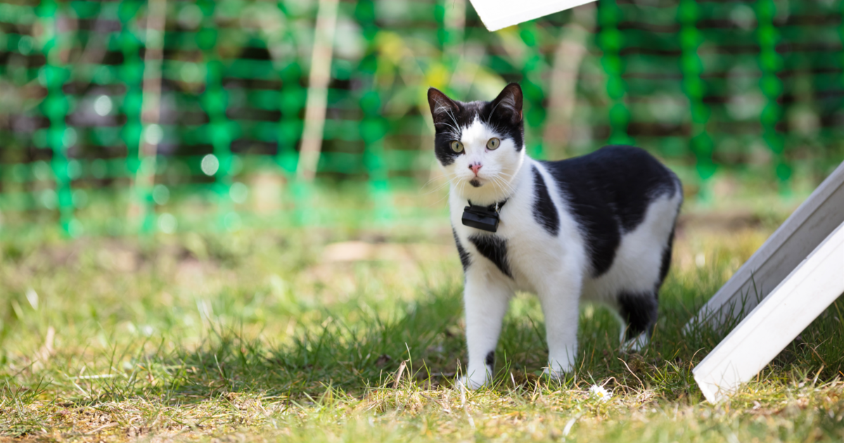 7 Best Cat Tracker Products For Added Safety 7 Best Cat Tracker Products For Added Safety