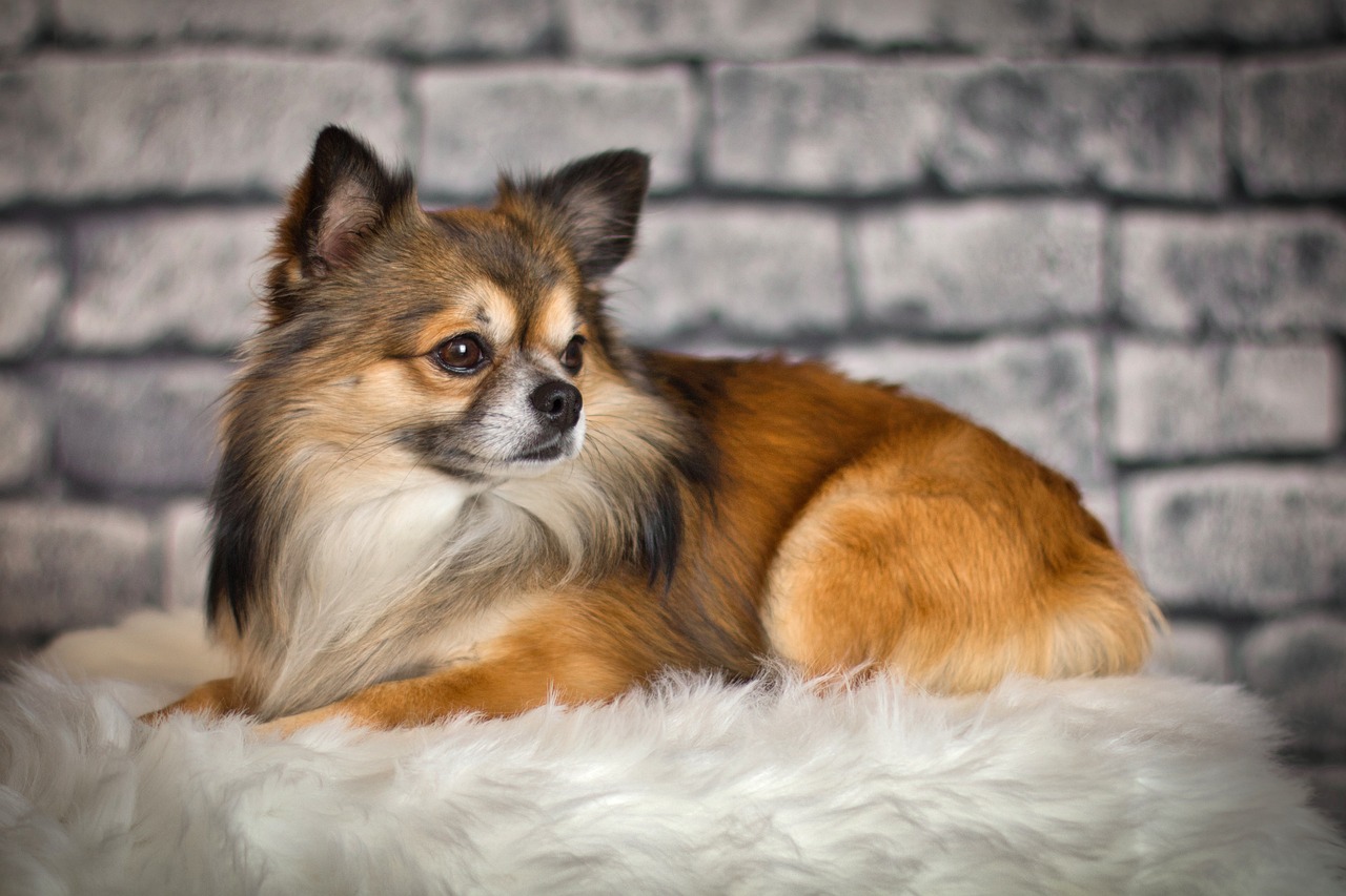 55 Awesome Dog Names That Start with X (+ Meanings) 55 Awesome Dog Names That Start with X (+ Meanings)