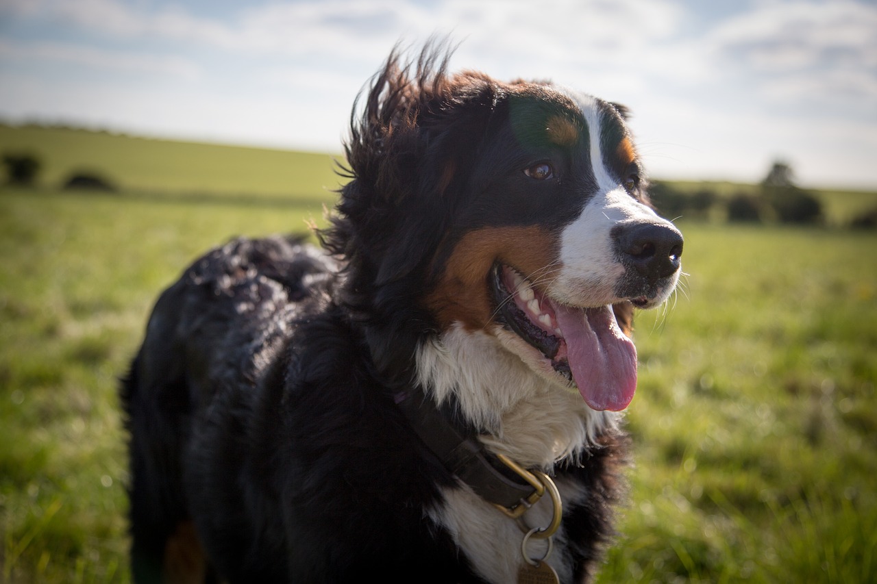 55 Awesome Dog Names That Start with Y (+ Meanings) 55 Awesome Dog Names That Start with Y (+ Meanings)