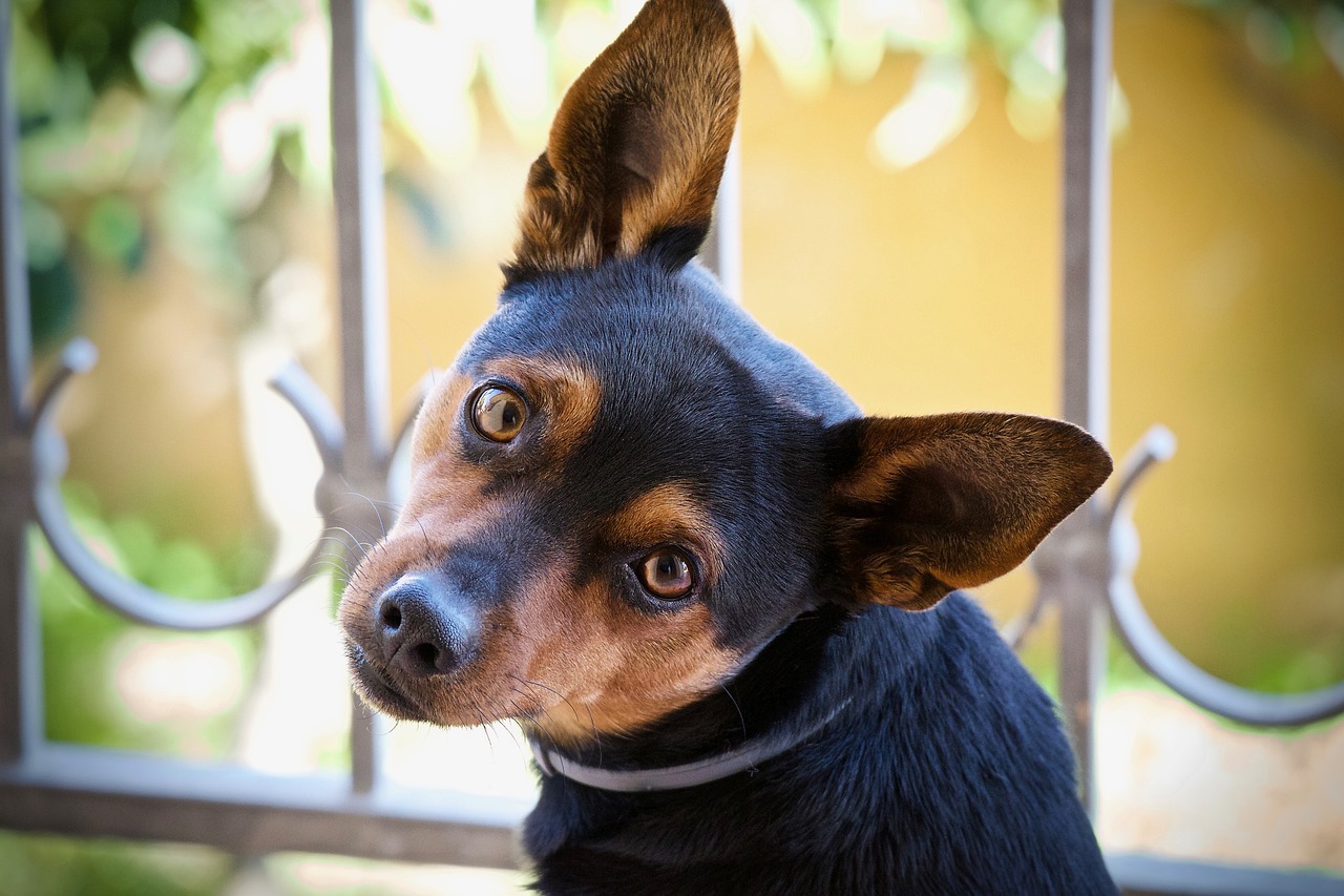 55 Awesome Dog Names That Start with F (+ Meanings) 55 Awesome Dog Names That Start with F (+ Meanings)