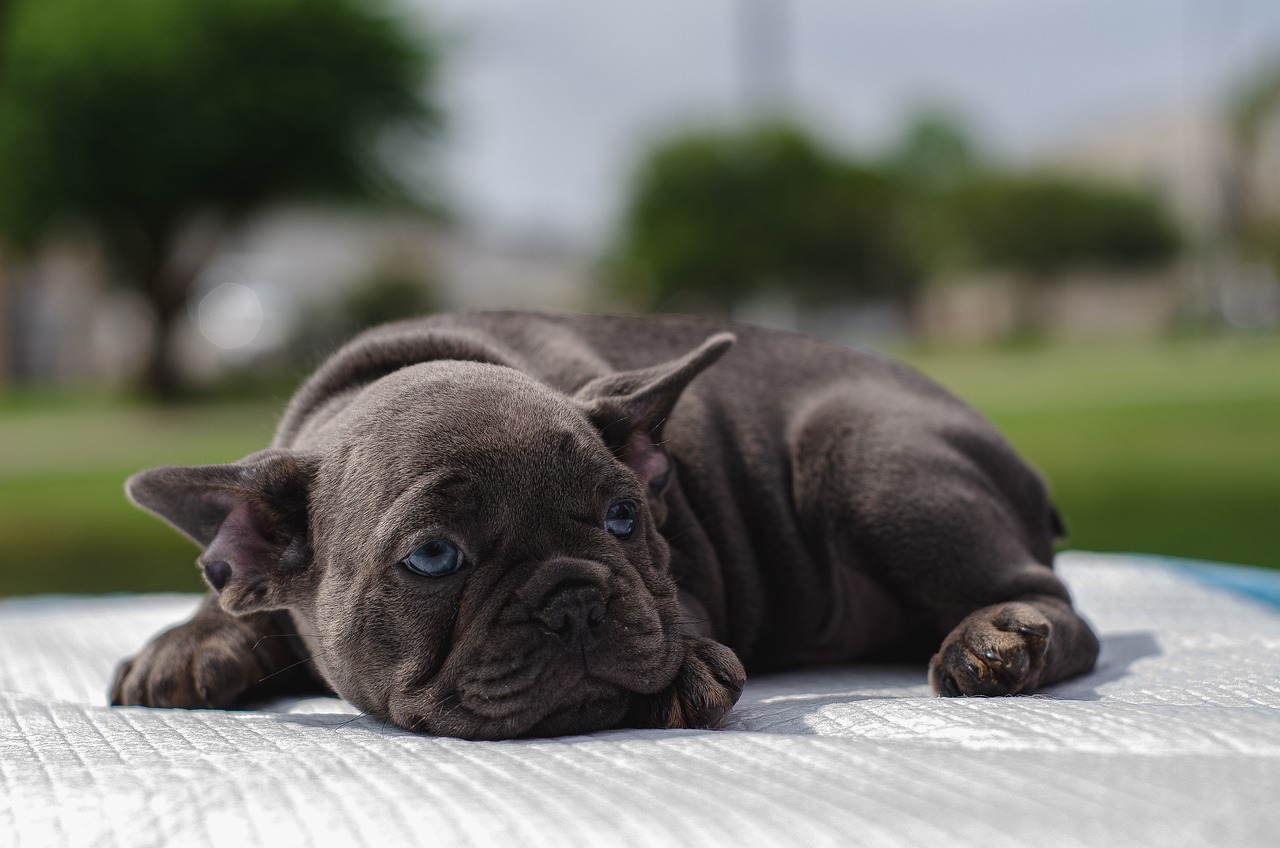 55 Awesome Dog Names That Start with D (+ Meanings) 55 Awesome Dog Names That Start with D (+ Meanings)