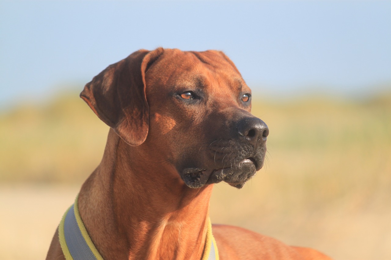 The 5 Biggest Myths About Rhodesian Ridgebacks The 5 Biggest Myths About Rhodesian Ridgebacks