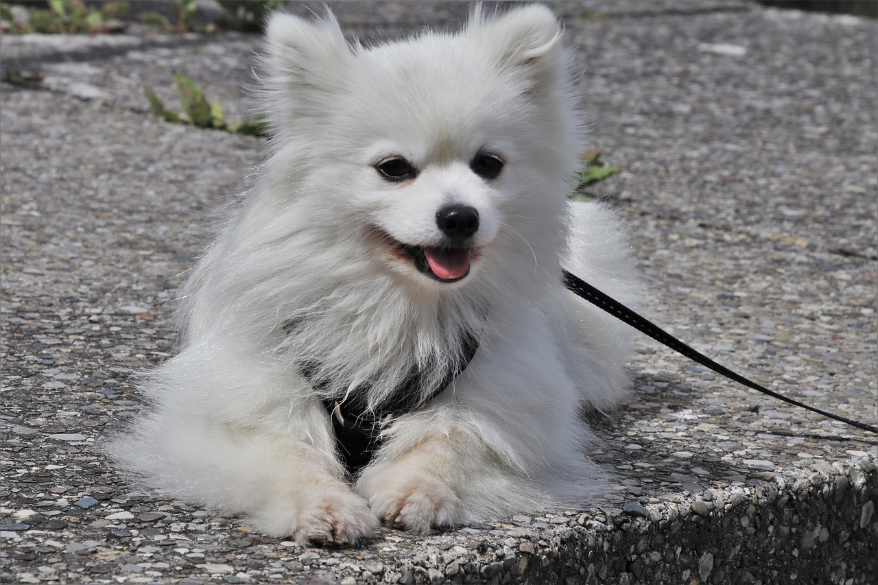 55 Awesome Dog Names That Start with G (+ Meanings) 55 Awesome Dog Names That Start with G (+ Meanings)