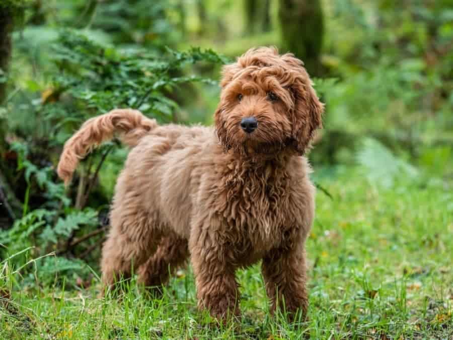 8 Tips on How to Train a Cockapoo – Vet Approved Advice 8 Tips on How to Train a Cockapoo – Vet Approved Advice