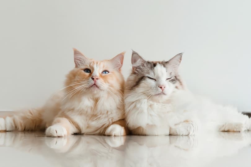 300 Cartoon Cat Names from Your Favorite Characters 300 Cartoon Cat Names from Your Favorite Characters