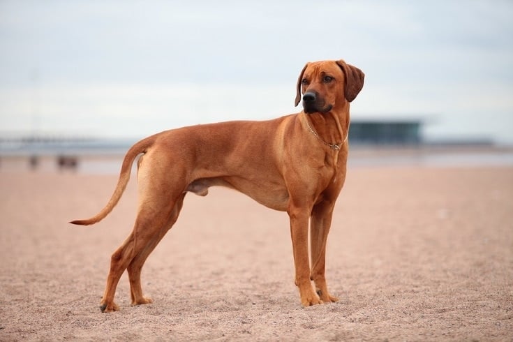 Top 21 Dog-Friendly Beaches in Michigan in 2023 (With Pictures) Top 21 Dog-Friendly Beaches in Michigan in 2023 (With Pictures)
